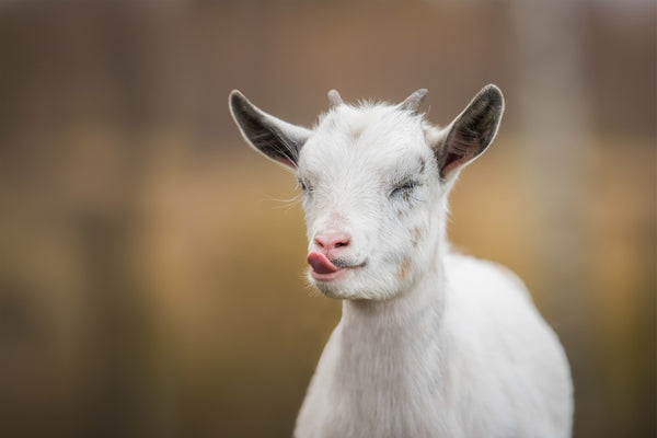 Goat Milk Soap